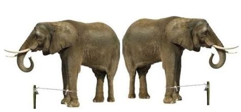 elephant tied with rope|Elephant and the chain .
